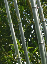 Mc-Bambus Phyllostachys aureosulcata alata - typische olivfrbung der Halme