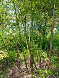 Mc-Bambus: Phyllostachys parvifolia - Ort: Windeck