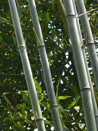 Mc-Bambus: Phyllostachys aureosulcata alata - typische olivfrbung der Halme - Ort: Windeck