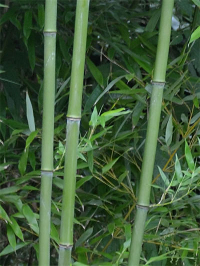 Mc-Bambus: Halmansicht von Phyllostachys bissetii - Ort: Windeck