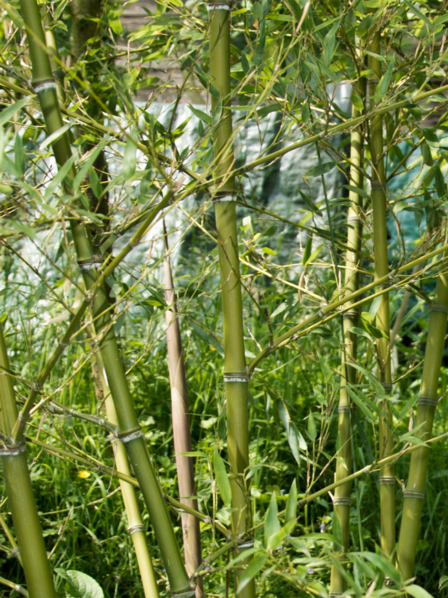 Mc-Bambus: Halmdetailansicht von Phyllostachys parvifolia mit dem charakteristische Halmreif unterhalb der Nodie - Ort: Windeck