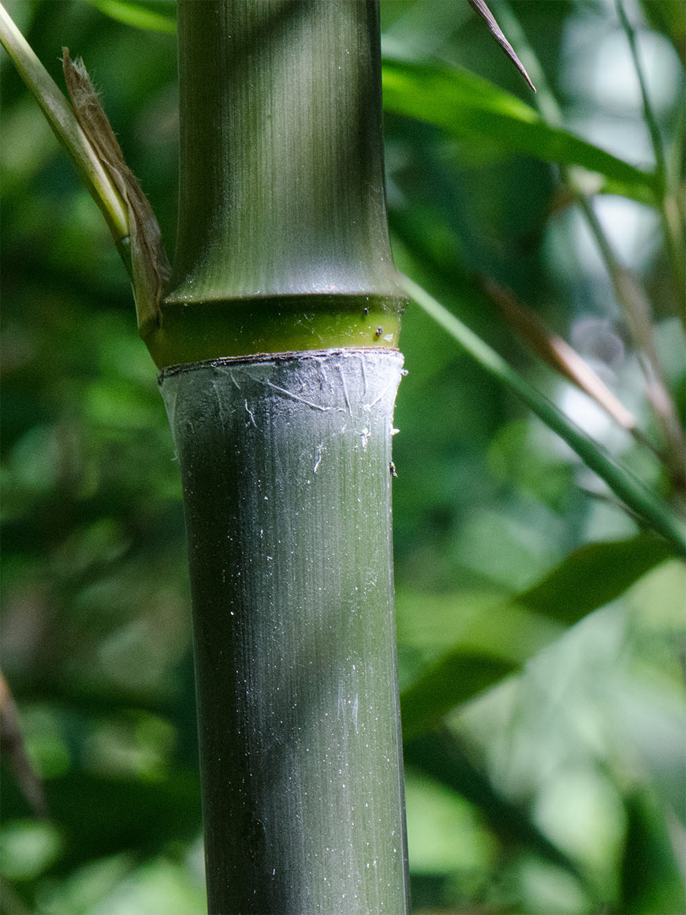 Mc-Bambus: Phyllostachys atrovaginata - Detailansicht Halm nach dem Austrieb - Ort: Windeck