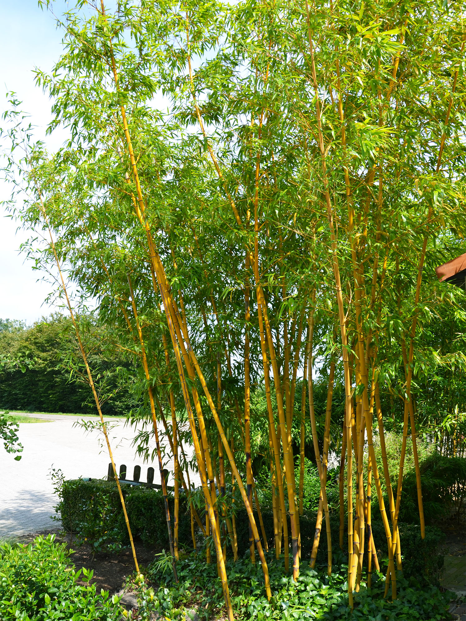 Mc-Bambus: Aufnahme von Phyllostachys vivax aureocaulis - Ort: Windeck