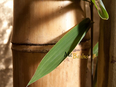Mc-Bambus Bambusrohre / Pflanzstbe