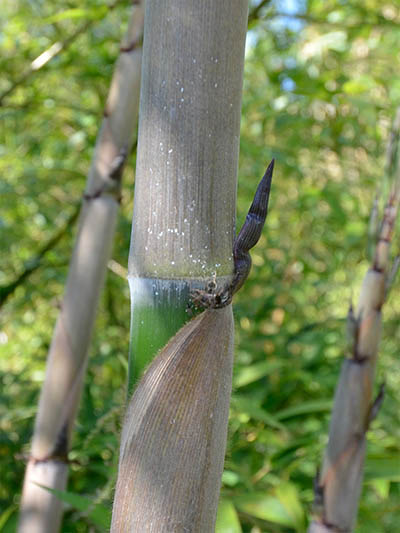 Mc-Bambus Halmaustrieb von Phyllostachys Nigra Henonis